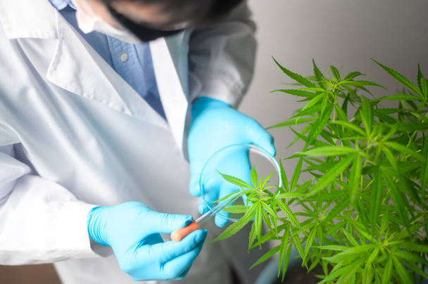 A scientist is checking and analyzing a cannabis sativa experiment , hemp plant  for herbal pharmaceutical cbd oil in a laboratory - Foto, afbeelding