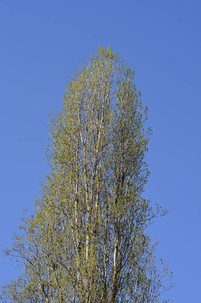 Lombardy poplar treetop against blue sky - Latin name - Populus nigra var. italica - Zdjęcie, obraz