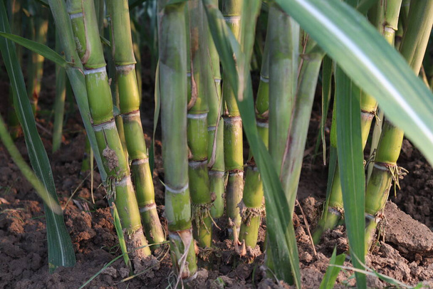 grüne schmackhafte und gesunde Zuckerrohrfarm auf dem Feld für Ernte und Essen - Foto, Bild