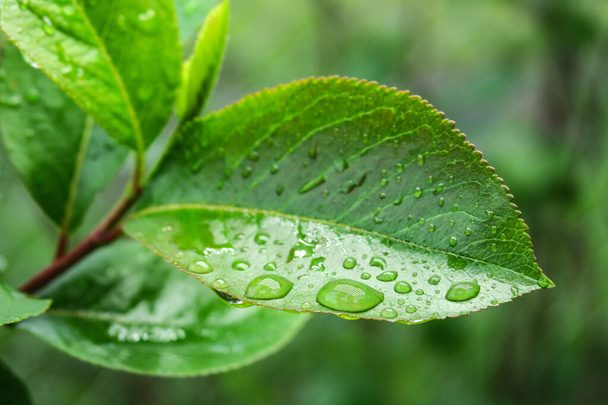 Gyönyörű vízcseppek az eső után egy zöld levélen - Fotó, kép