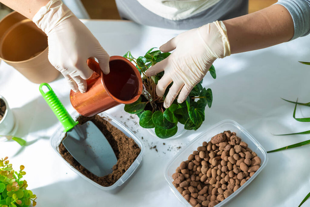 női kéz kesztyűben öntözés újratelepített növény - Fotó, kép