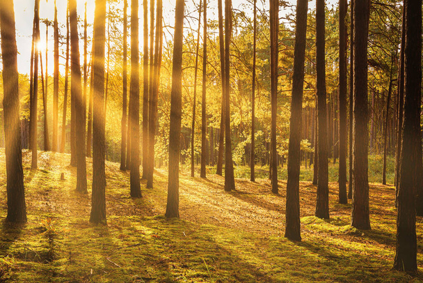 Sonbahar çam ormanında gün batımı ya da gün doğumu. Ağaç gövdeleri arasında parlayan güneş ışınları. - Fotoğraf, Görsel