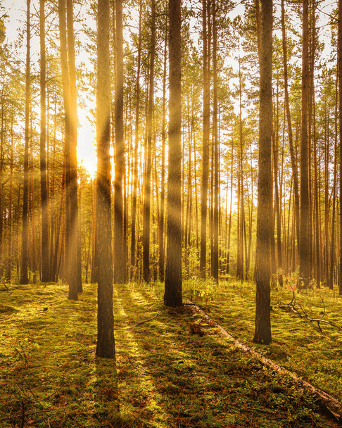 Puesta de sol o salida del sol en el bosque de pinos de otoño. Rayos de sol brillando entre troncos de árboles. - Foto, Imagen