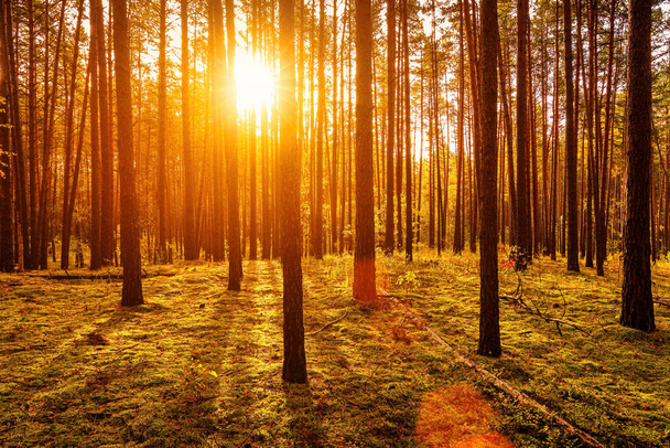 Západ slunce nebo východ slunce v podzimním borovicovém lese. Sluneční paprsky zářící mezi kmeny stromů. - Fotografie, Obrázek