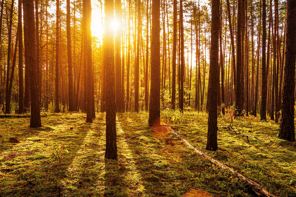 Puesta de sol o salida del sol en el bosque de pinos de otoño. Rayos de sol brillando entre troncos de árboles. - Foto, imagen