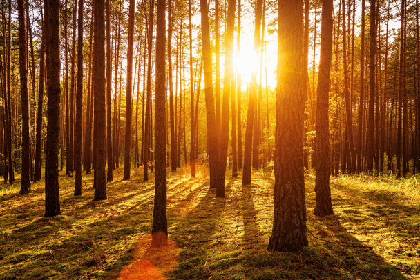 Zonsondergang of zonsopgang in het herfstdennenbos. Zonnestralen die schijnen tussen boomstammen. - Foto, afbeelding