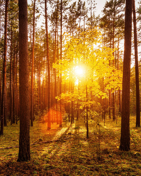 Érable aux feuilles dorées dans la pinède d'automne au coucher ou au lever du soleil. Rayons de soleil brillants entre les troncs d'arbres. - Photo, image