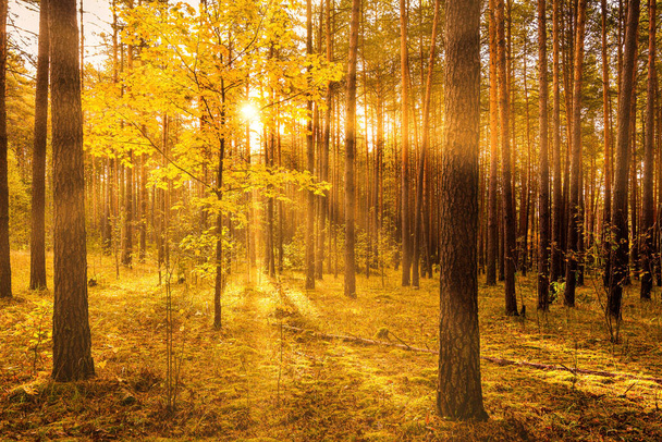 Vaahtera kultaisia lehtiä syksyllä mäntymetsässä auringonlaskun tai auringonnousun aikaan. Auringonsäteet loistavat puunrunkojen välissä. - Valokuva, kuva