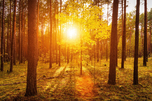 Esdoorn met gouden bladeren in het herfstdennenbos bij zonsondergang of zonsopgang. Zonnestralen die schijnen tussen boomstammen. - Foto, afbeelding
