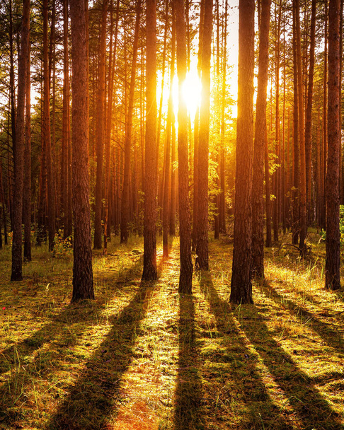 Puesta de sol o salida del sol en el bosque de pinos de otoño. Rayos de sol brillando entre troncos de árboles. - Foto, Imagen