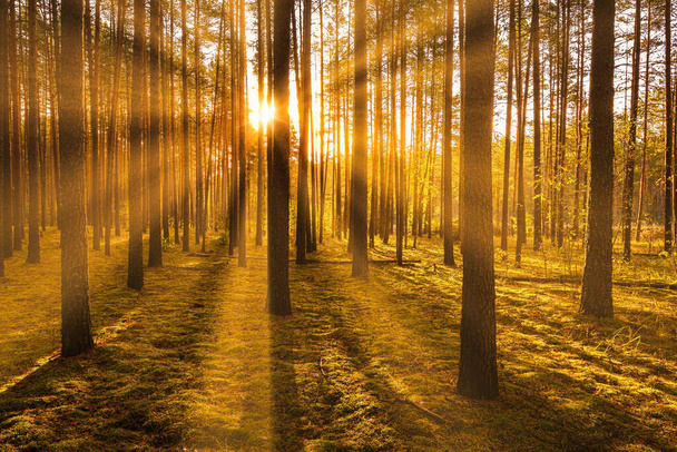 Zachód lub wschód słońca w jesiennym lesie sosnowym. Promienie słońca świecące między pniami drzew. - Zdjęcie, obraz