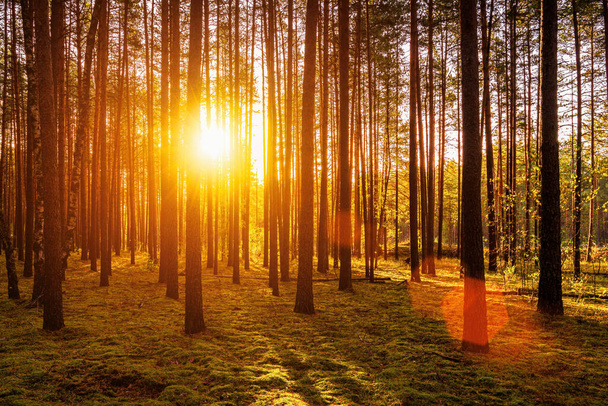 Coucher ou lever du soleil dans la pinède d'automne. Rayons de soleil brillants entre les troncs d'arbres. - Photo, image