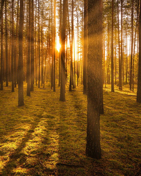 Coucher ou lever du soleil dans la pinède d'automne. Rayons de soleil brillants entre les troncs d'arbres. - Photo, image
