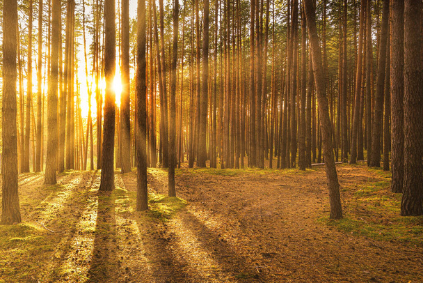 Закат или восход солнца в осеннем сосновом лесу. Солнечные лучи между стволами деревьев. - Фото, изображение