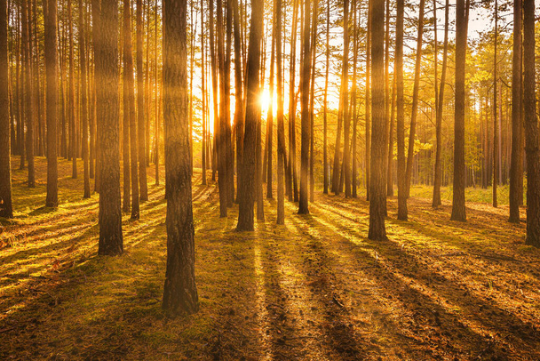 Napnyugta vagy napkelte az őszi fenyőerdőben. Napsugarak ragyognak a fatörzsek között. - Fotó, kép