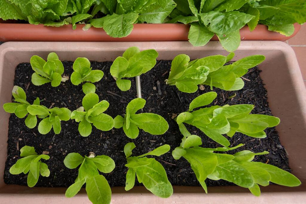 Salatpflanzen im Vordergrund im Gemüsegarten - Foto, Bild
