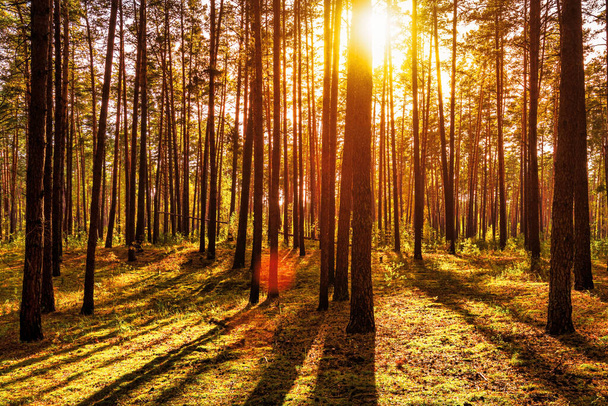 Захід сонця або схід сонця в осінньому сосновому лісі. Сонячні промені, що сяють між стовбурами дерев.. - Фото, зображення