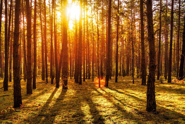 Sonbahar çam ormanında gün batımı ya da gün doğumu. Ağaç gövdeleri arasında parlayan güneş ışınları. - Fotoğraf, Görsel