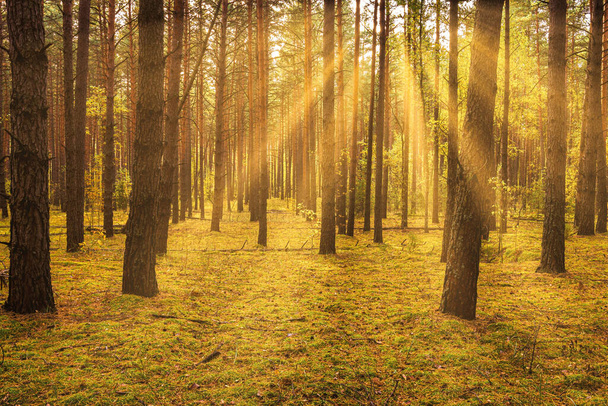 Zachód lub wschód słońca w jesiennym lesie sosnowym. Promienie słońca świecące między pniami drzew. - Zdjęcie, obraz