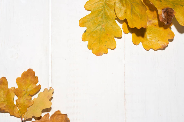 Leaves on branch of oak on a white wooden background, autumn concept, copy space - Fotó, kép