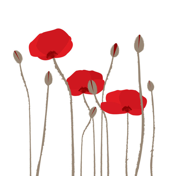 Hand drawn stylized poppies on white background - Vector, Image