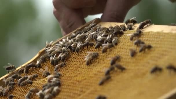 Bees on bee cages. Bee honey in combs. Honeycomb with bee bread. Bees pack honeycombs with parchment. Medicinal properties of bee bread. Apitherapy. - Footage, Video
