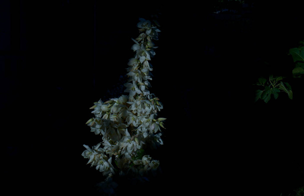                                Μεγάλα λευκά λουλούδια καμπάνα, άνοιξε - Φωτογραφία, εικόνα