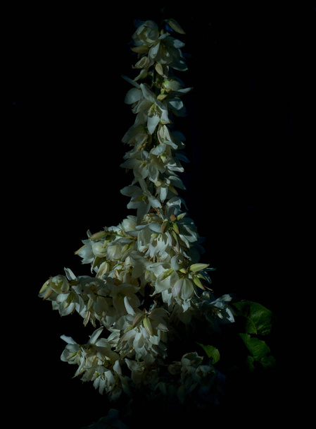              Große weiße Glockenblumen, geöffnet                   - Foto, Bild