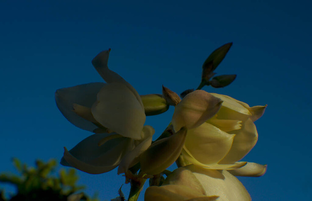                  Grandes flores sino branco, aberto               - Foto, Imagem