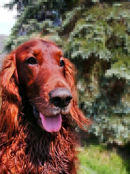 Large portrait of an Irish setter. Portrait of a beautiful, charming dog with wet fur on a background of green mosaic.  - Photo, Image