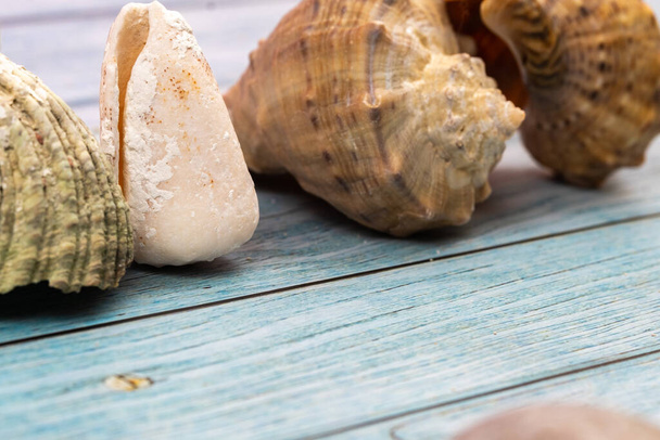 seashells on a blue wooden background.Marine theme. - Photo, Image