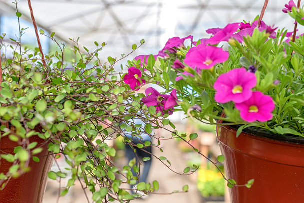 pot of planters with kalibrahoa and muhlenbehia flowers hanging in the garden center - Photo, Image