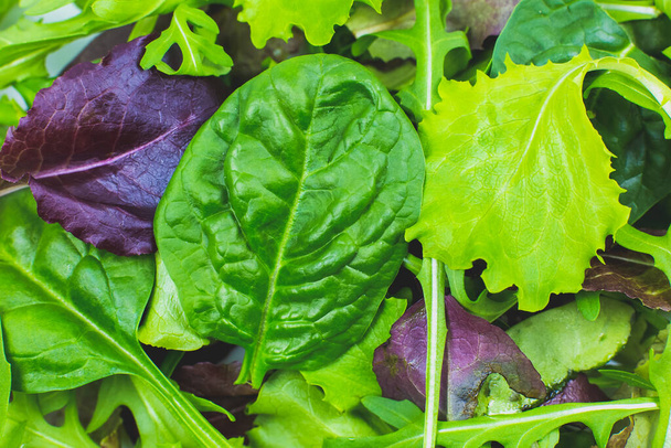Lattuga verde, rucola e foglie di spinaci da vicino. Sfondo fresco texture insalata. Cibo vegetariano e sano. Prodotti vegetali e vitamine. Macro foto. - Foto, immagini