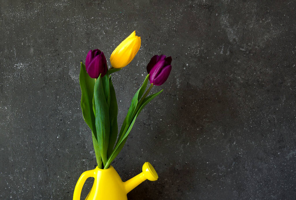 Bouquet of yellow and purple tulips on a dark concrete background in a yellow watering can. - Фото, зображення