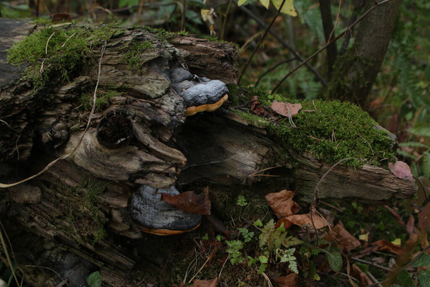 Tronc de vieil arbre déchu recouvert de champignons amadou (polypore) sur le fond de la couverture morte composé de feuilles tombées, de brindilles et d'herbe le jour d'automne - Photo, image
