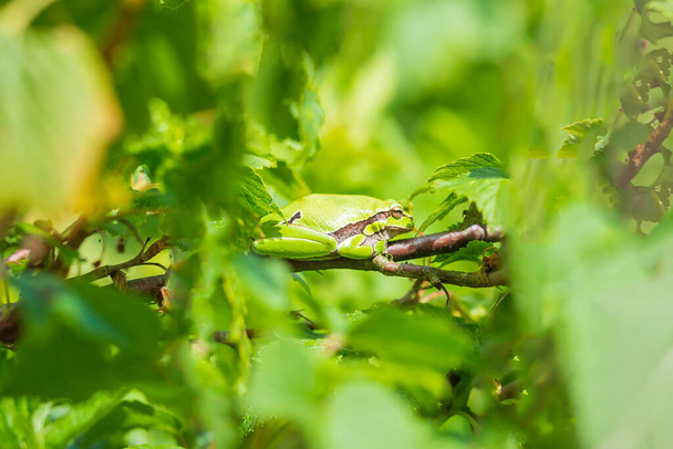Zbliżenie małej europejskiej żaby drzewnej Hyla arborea, Rana arborea, odpoczywającej w krzaku jeżyny podgrzewającej się w słońcu. - Zdjęcie, obraz