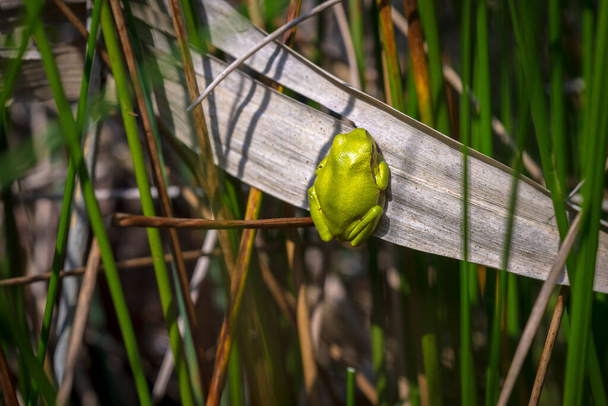 Closeup of a small European tree frog Hyla arborea, Rana arborea, resting in a blackberry bush heating up in the sun. - Photo, Image