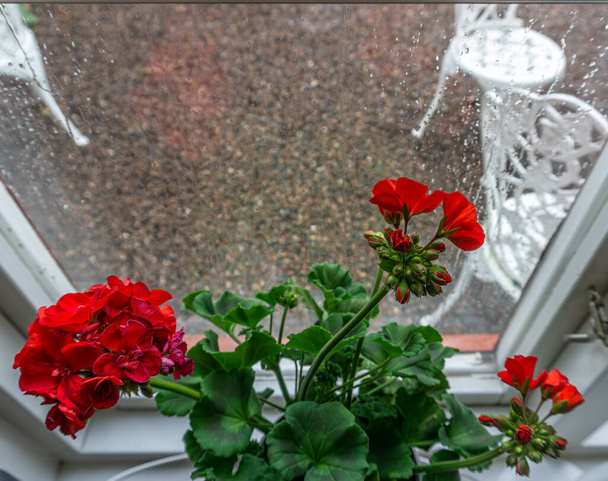 Vadstena, Szwecja - 23 maja 2021: Kwitnące czerwone kwiaty na parapecie w deszczowe dni - Zdjęcie, obraz
