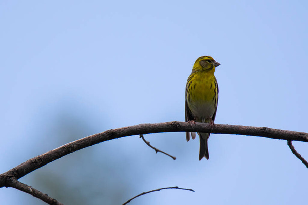 siskin  bird sitting on the branch - Photo, Image