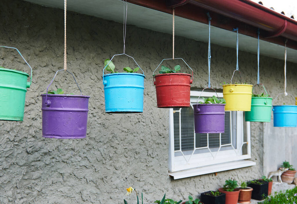 Monivärinen metalli kauhat maalattu eri kirkkaita värejä kasveja istutetaan sisällä, roikkuu katon alla talon - Valokuva, kuva