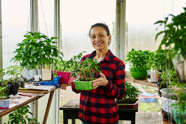 Smiling mature female gardener holds saplings of fresh leaves of grown plants with soil on the background of culinary seedlings of vegetables and greenery in home country greenhouse - Fotografie, Obrázek