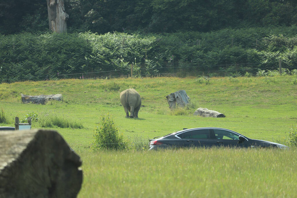 Rhino al pascolo sotto il sole inglese - Foto, immagini