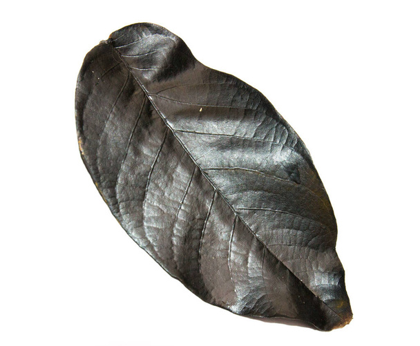 черный лист с дерева на белом - Фото, изображение