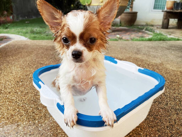 Nehmen Sie eine Dusche mit niedlichen weißen Chihuahua lustige Bad - Foto, Bild