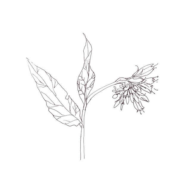 comfrey, graphic black and white sketch on white background. High quality illustration - Photo, Image