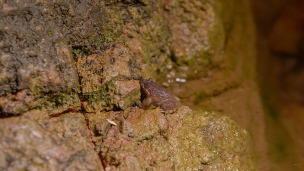Zavřít Kuhl 's Creek Frog (Limnonectes kuhlii) stojící v noci na kameni v deštném pralese. Gunung Lambak, Kluang, Malajsie - Fotografie, Obrázek