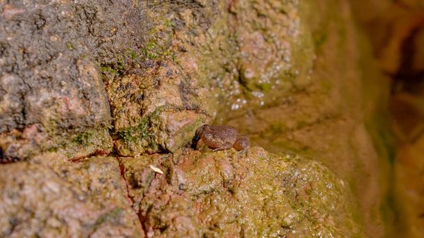 Close up a Kuhl 's Creek Frog (Limnonectes kuhlii) de pé sobre pedra rochosa na floresta tropical à noite. Gunung Lambak, Kluang, Malásia - Foto, Imagem
