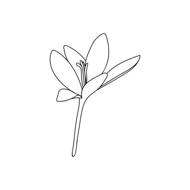 Vector illustration of one crocus saffron flower line drawing. Botanical illustration vector bud of expensive spice - Вектор, зображення