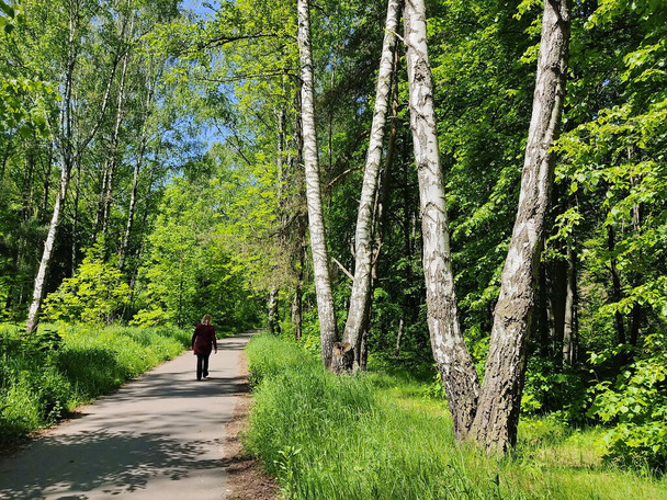 Vrouw op een wandeling in het bos park wandelingen langs het pad omringd door grote bomen. De foto is genomen bij Vitebsk in Wit-Rusland. - Foto, afbeelding