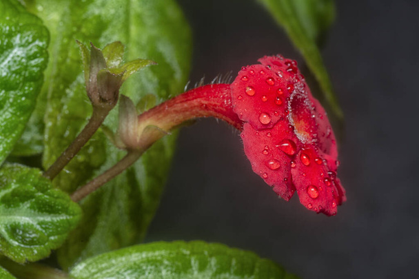 close shot of the sacrlet erythranthe cardinalis flower - Photo, Image